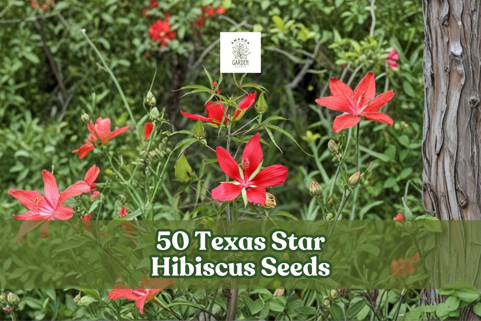 Texas Star Hibiscus Seeds - 50 Red Flower Seeds for Planting - Hibiscus coccineus - Ornamental Perennial for Gardens