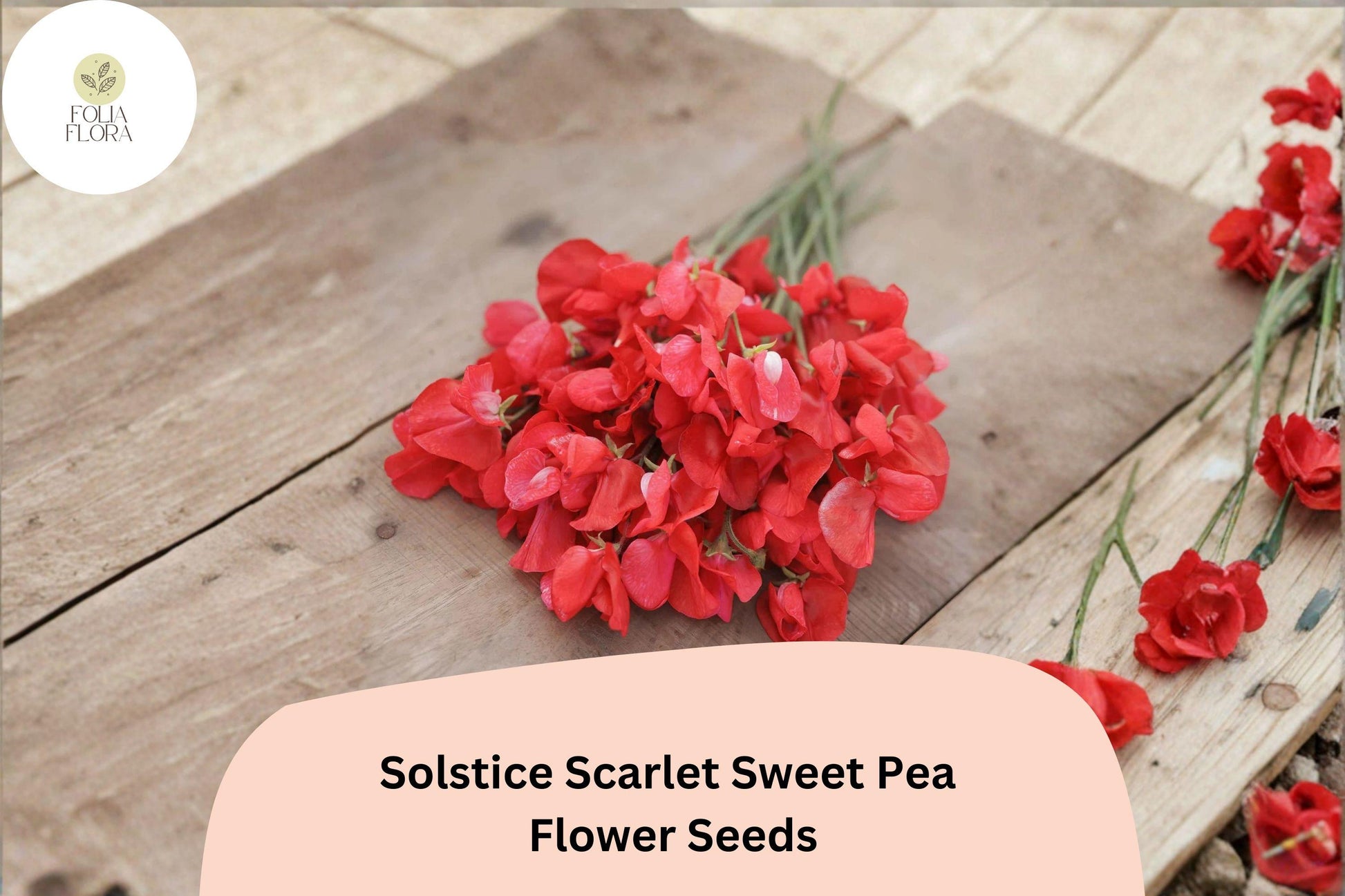 Sweet Pea Seeds - 50+ Solstice Scarlet - Lathyrus odoratus Climbing Vine - Fragrant Scarlet Flowers for Garden Planting