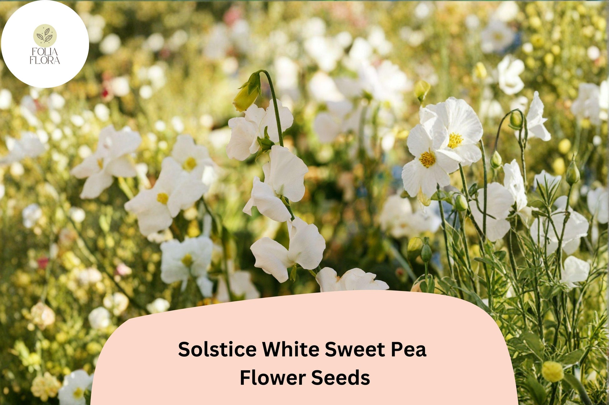Sweet Pea Seeds (50+) | Solstice White Climbing Vine | Lathyrus odoratus | Fragrant Annual for Garden Planting