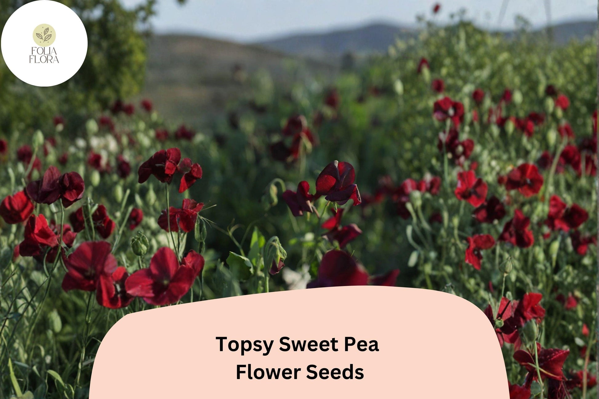 Topsy Sweet Pea Seeds | 50+ Climbing Vine Seeds | Lathyrus odoratus | Pastel Bicolor Blooms for Garden Planting