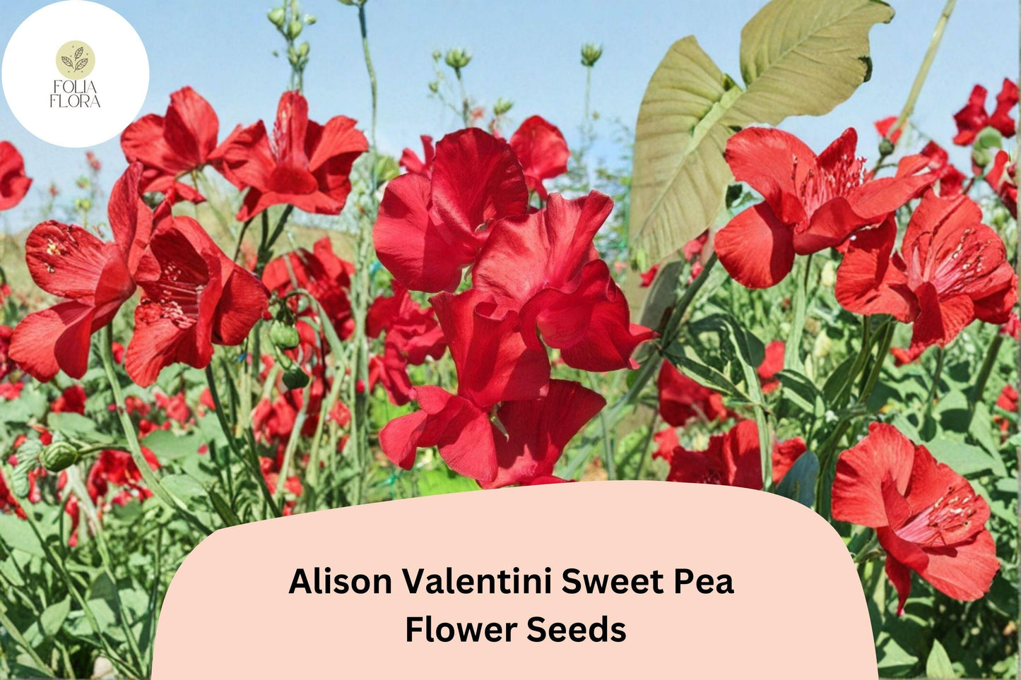 Alison Valentini Sweet Pea Seeds 50+ Pack - Fragrant Red Climbing Flower Vine - Lathyrus odoratus for Garden Planting