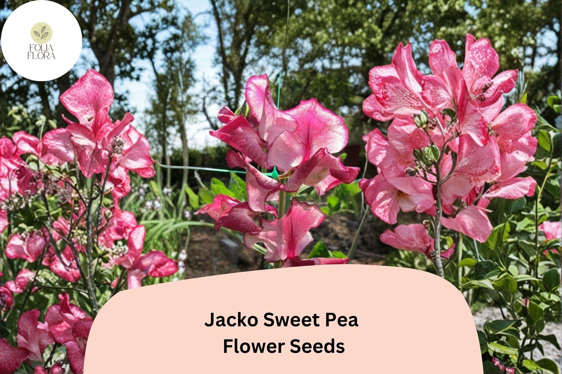 Jacko Sweet Pea Seeds (50+ Seeds) | Red Blooms Annual Climbing Vine | Lathyrus odoratus for Garden Planting