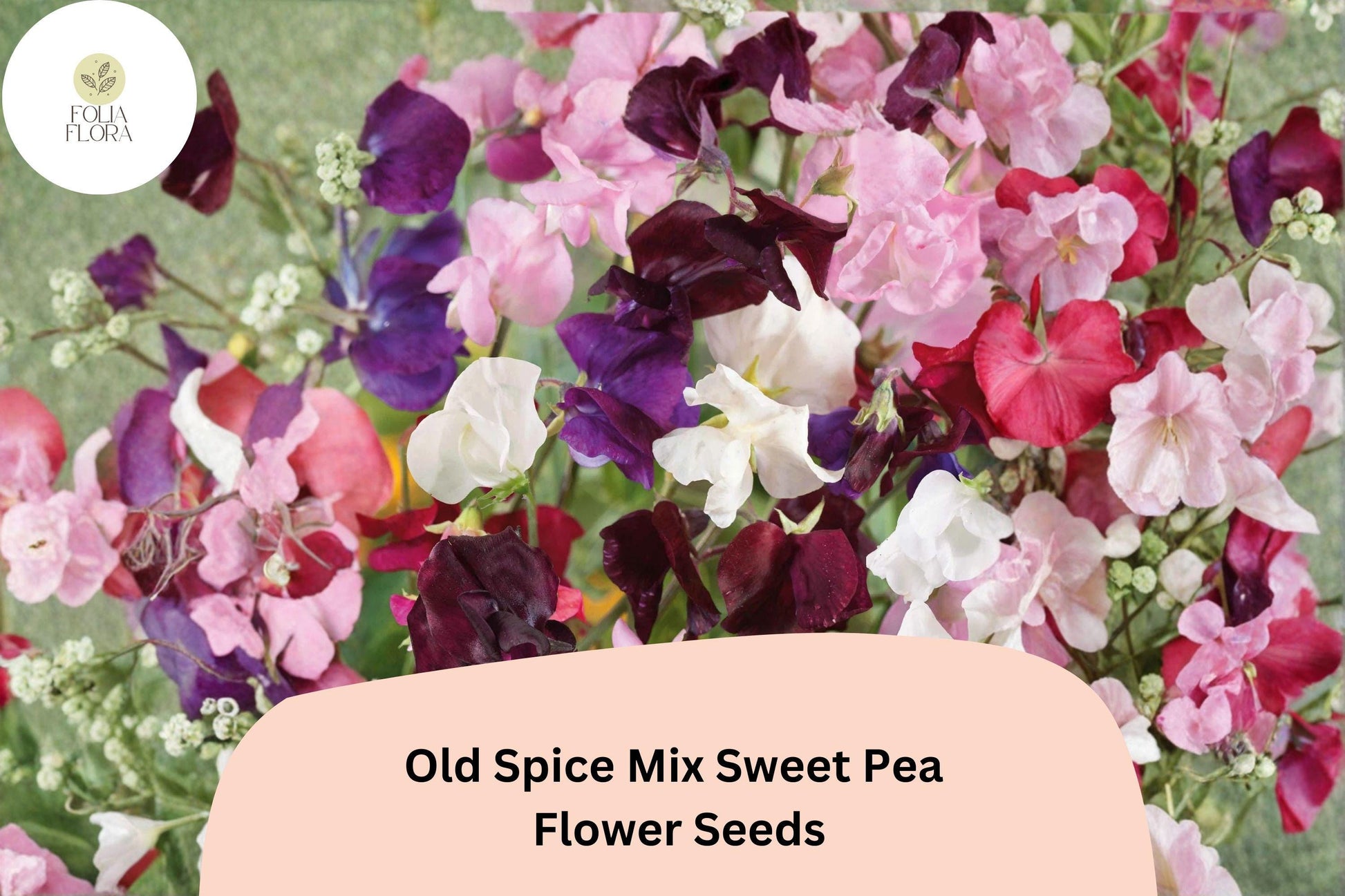 Old Spice Mix Sweet Pea Seeds | 50+ Colorful Climbing Vine Seeds | Lathyrus odoratus | Annual Flowering Garden Plant