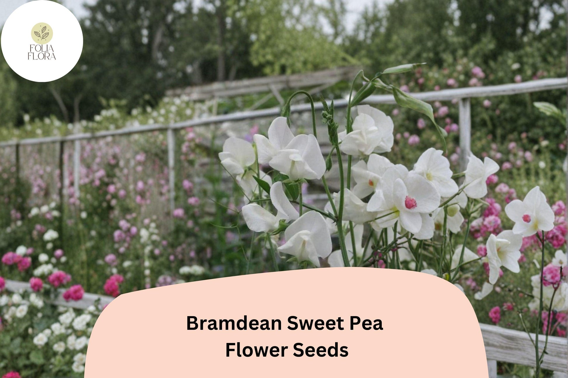 Bramdean Sweet Pea Seeds - 50+ Fragrant Climbing Annuals for Garden & Cut Flowers - Lathyrus odoratus