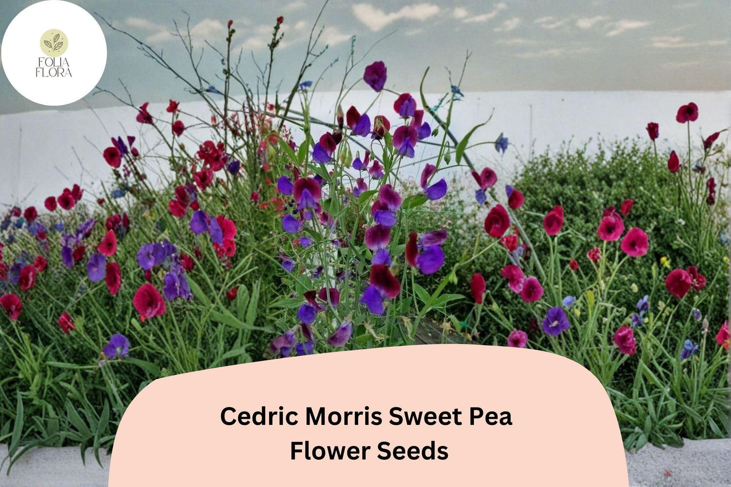 Sweet Pea Seeds - 50+ Fragrant Climbing Flowers - Multi-Colored Blooms - Lathyrus odoratus