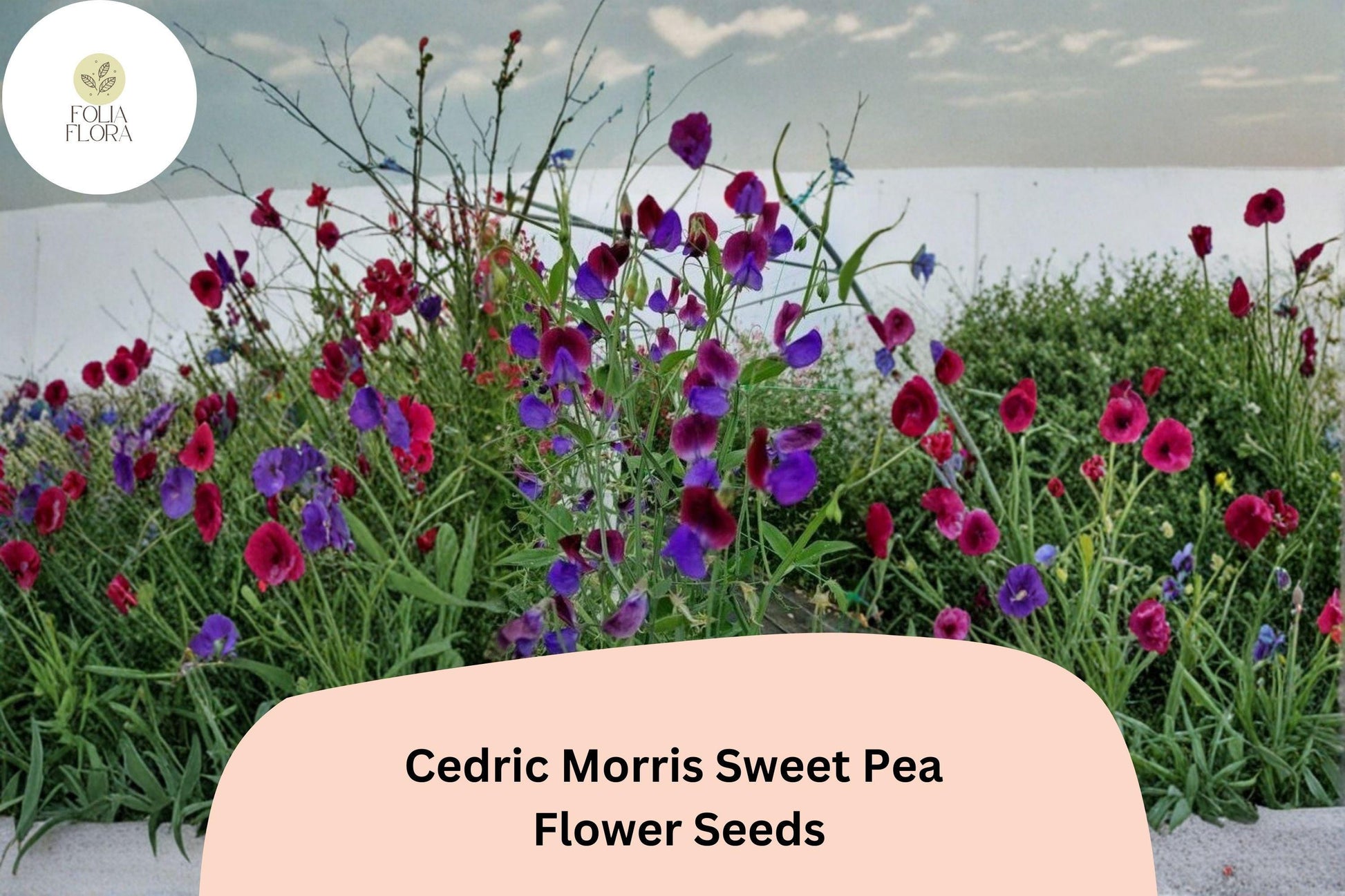 Sweet Pea Seeds - 50+ Fragrant Climbing Flowers - Multi-Colored Blooms - Lathyrus odoratus