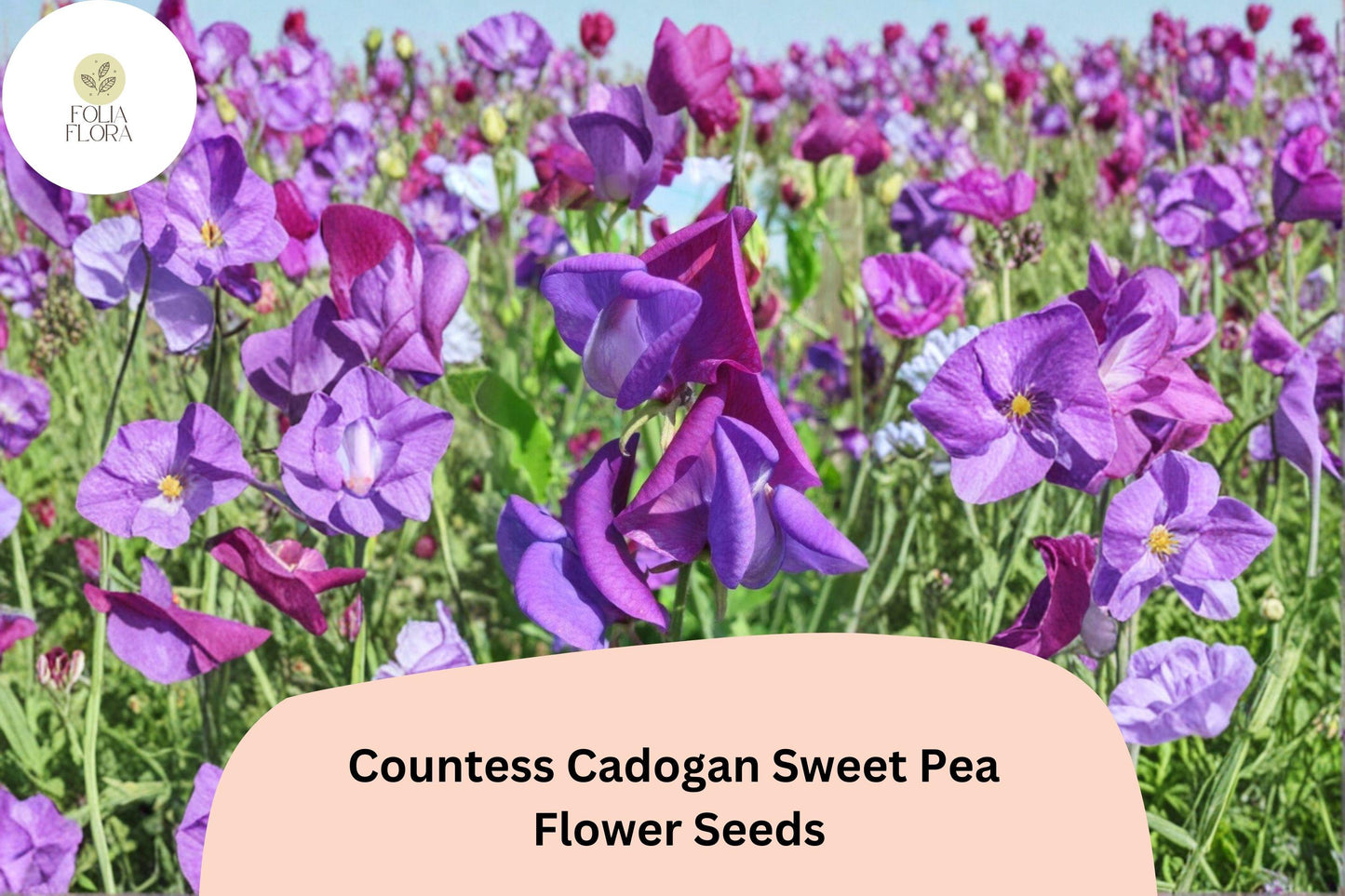 Countess Cadogan Sweet Pea Seeds - 50+ Purple Climbing Annuals (Lathyrus odoratus) for Garden & Cut Flower Arrangements