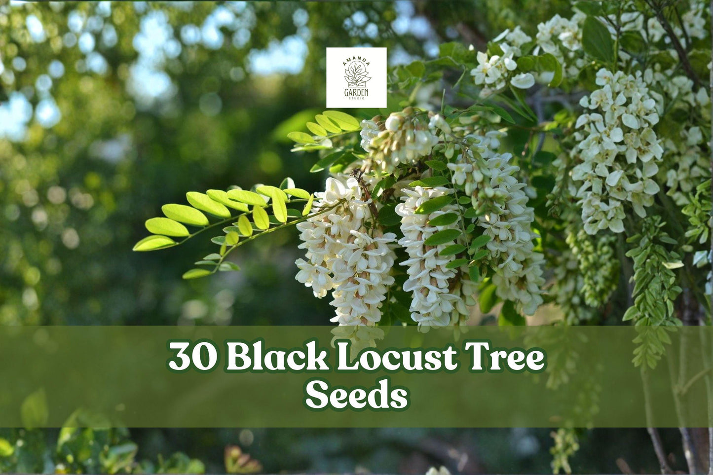 30 Black Locust Tree Seeds - Robinia pseudoacacia - Fast-Growing Hardwood for Landscape & Shade Planting