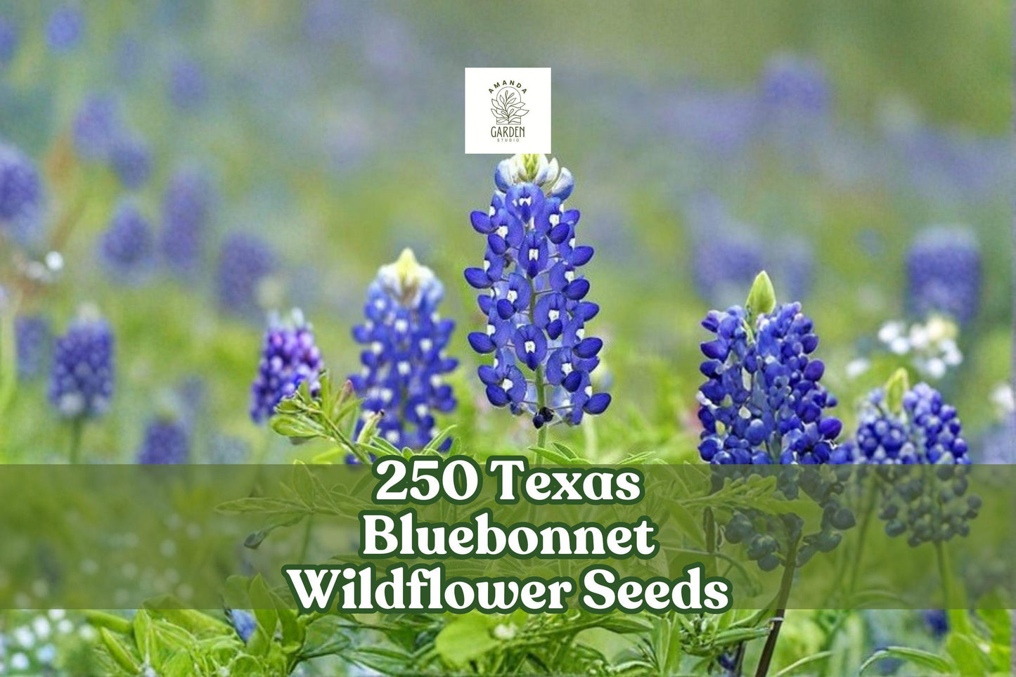 Texas Bluebonnet Wildflower Seeds 250 Count | Vibrant Blue Flowers | Lupinus texensis | Native Annual for Gardens and Meadows