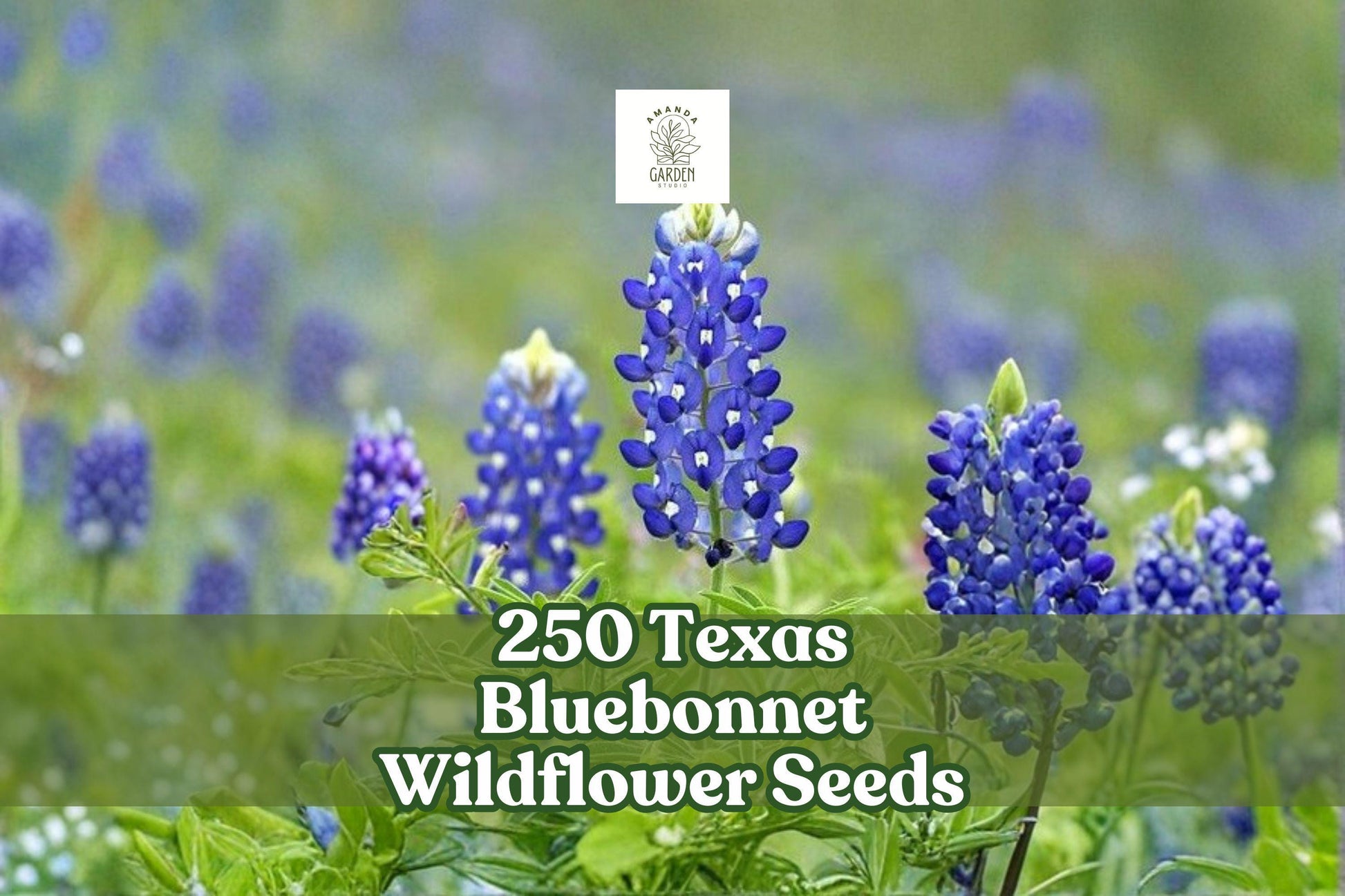 Texas Bluebonnet Wildflower Seeds 250 Count | Vibrant Blue Flowers | Lupinus texensis | Native Annual for Gardens and Meadows