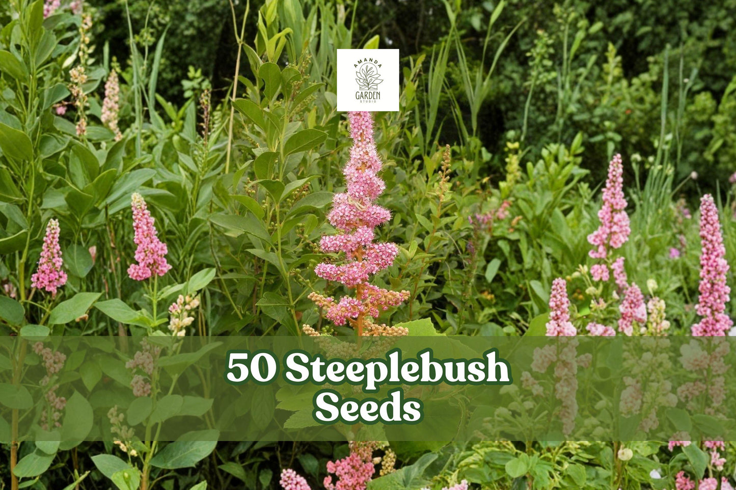 50 Steeplebush Seeds - Spiraea tomentosa - Ornamental Pink Flowering Shrub for Garden Planting