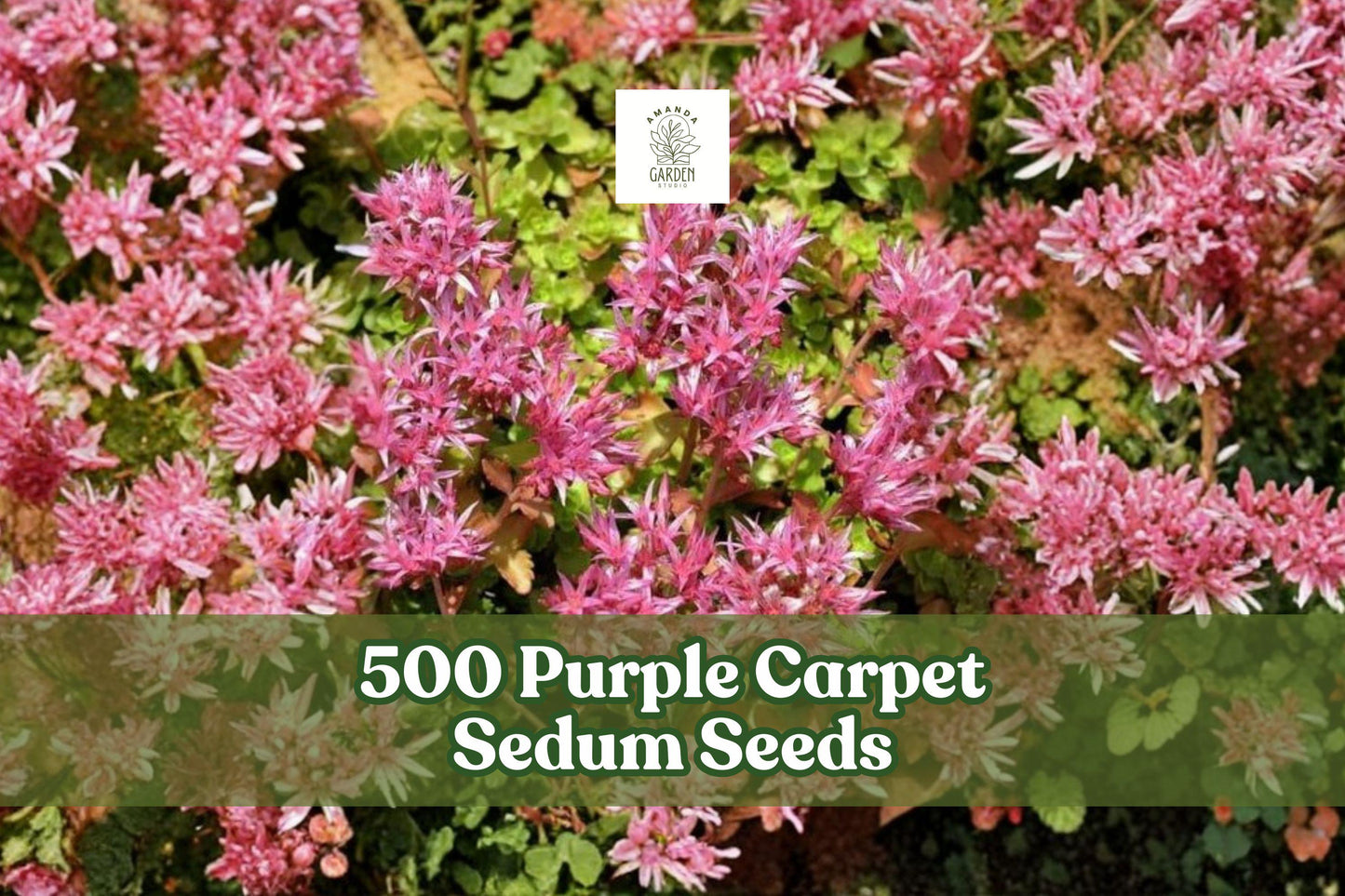 500 Purple Carpet Sedum Seeds | Groundcover Succulent | Sedum spurium ‘Coccineum’ | Low-Growing Perennial for Rock Gardens