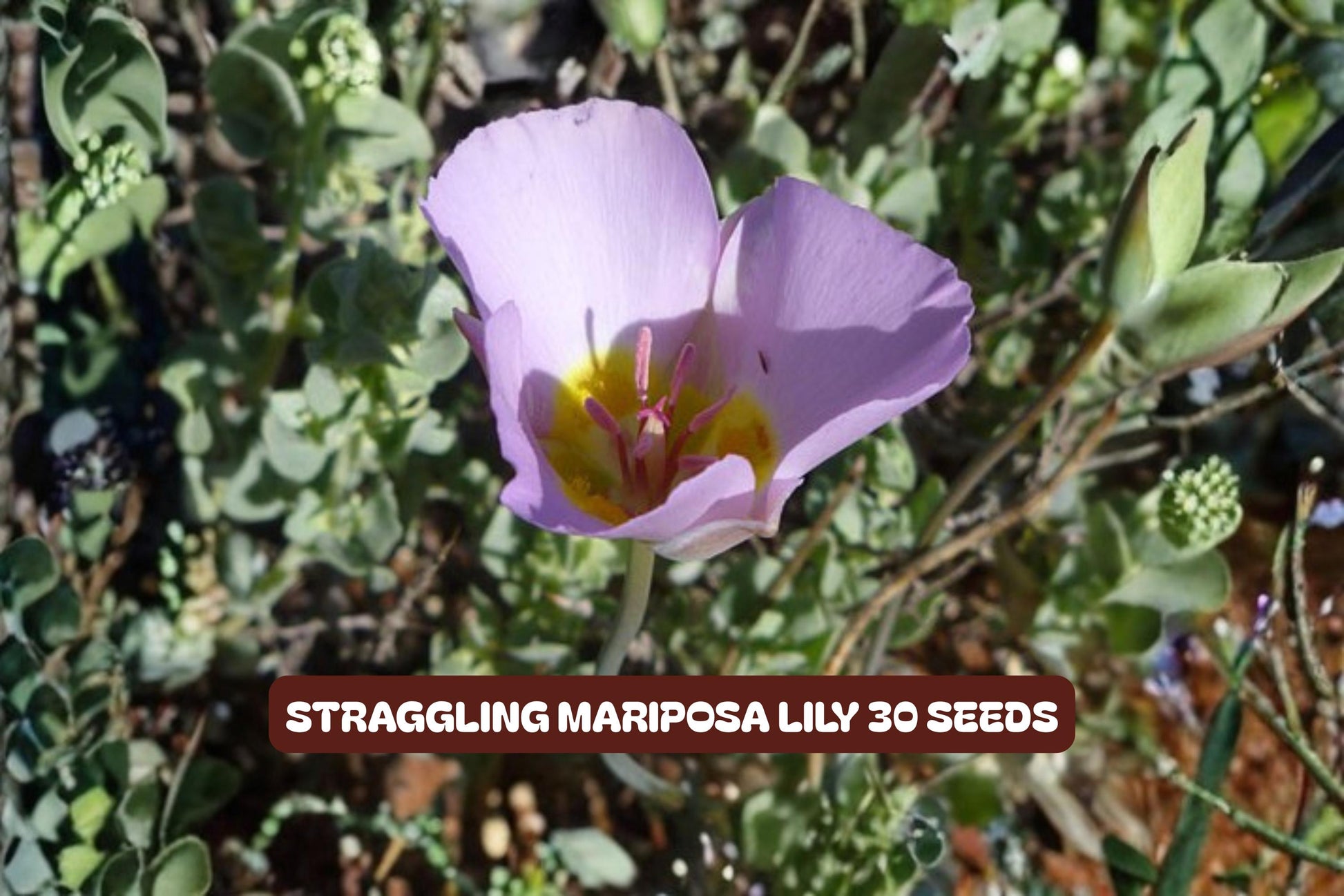 Winding Mariposa Lily Seeds 30 Pack - Straggling Wildflower (Calochortus flexuosus) - Easy to Grow, Pink & White Flowers