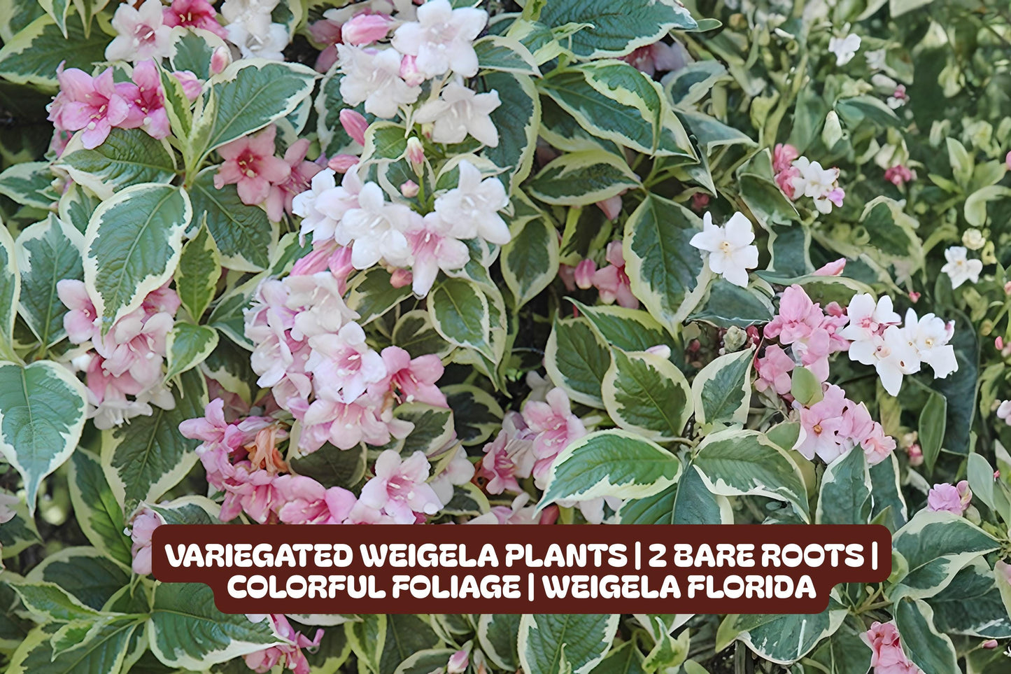 Variegated Weigela Plants | 2 Bare Roots | Colorful Foliage | Weigela florida 'Variegata' | Attracts Pollinators