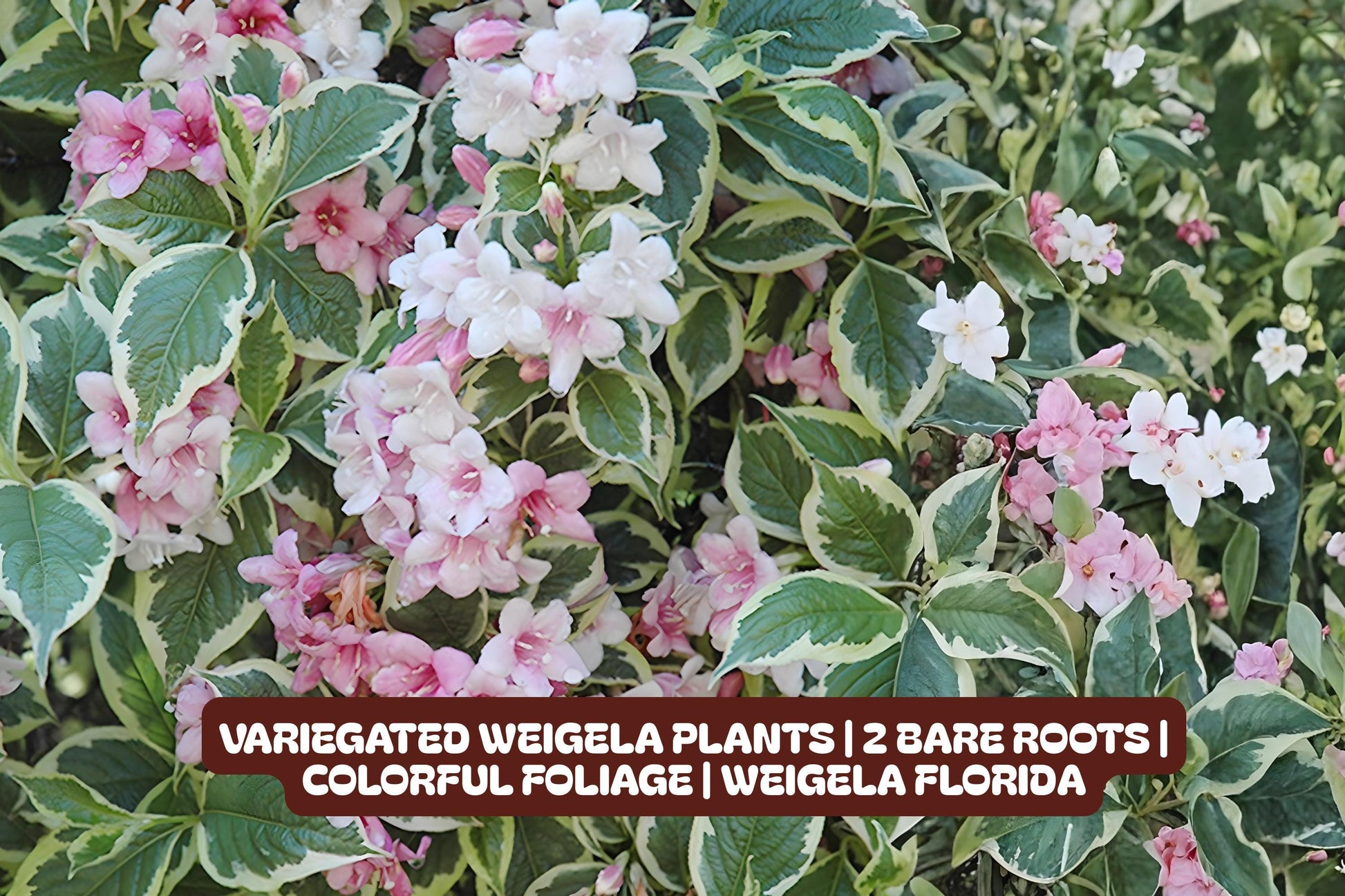 Variegated Weigela Plants | 2 Bare Roots | Colorful Foliage | Weigela florida 'Variegata' | Attracts Pollinators