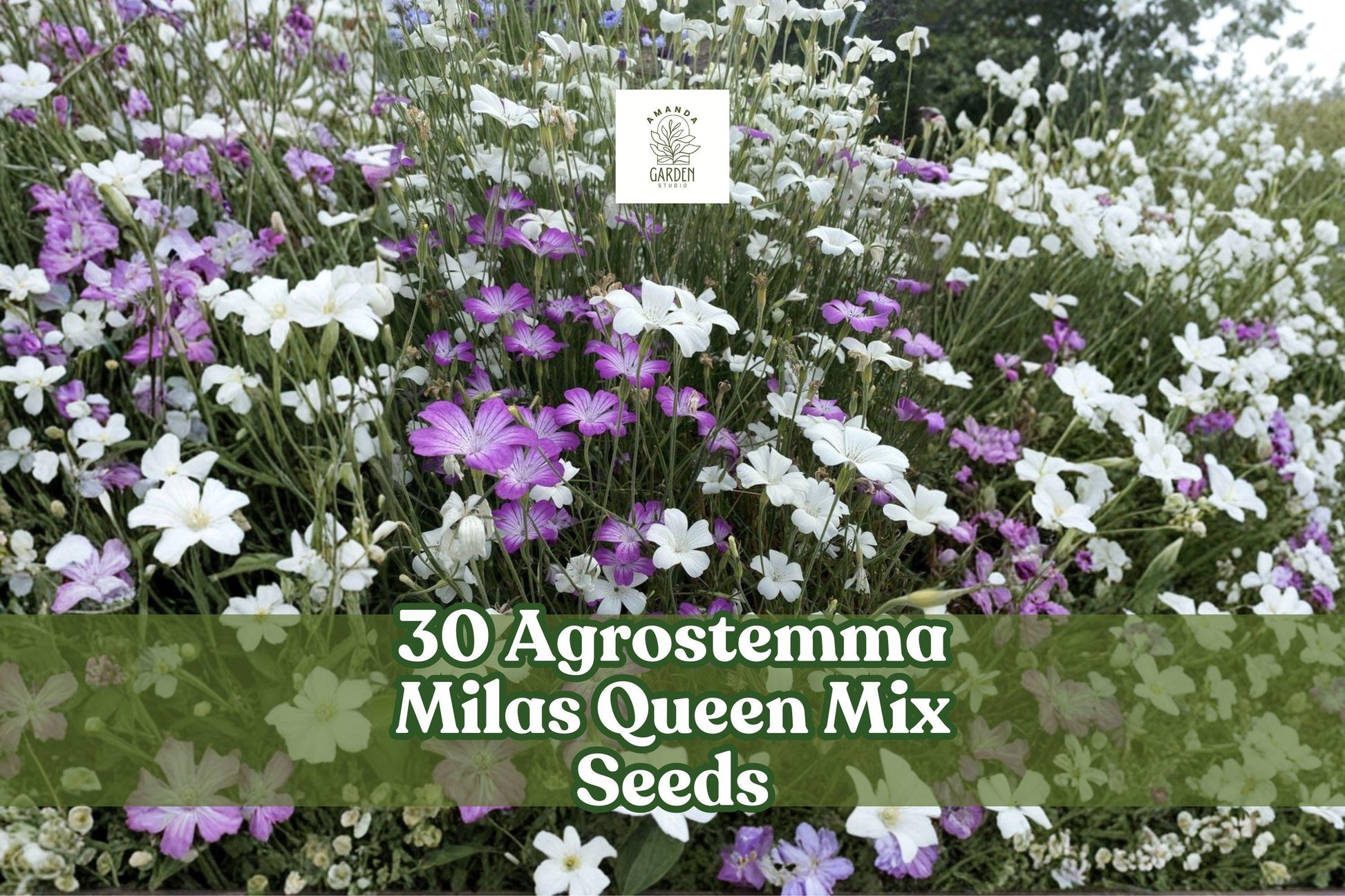 30 Agrostemma Milas Queen Mix Seeds | Pink & Rose-Purple Annual Flowers | Agrostemma githago for Cottage Gardens & Borders