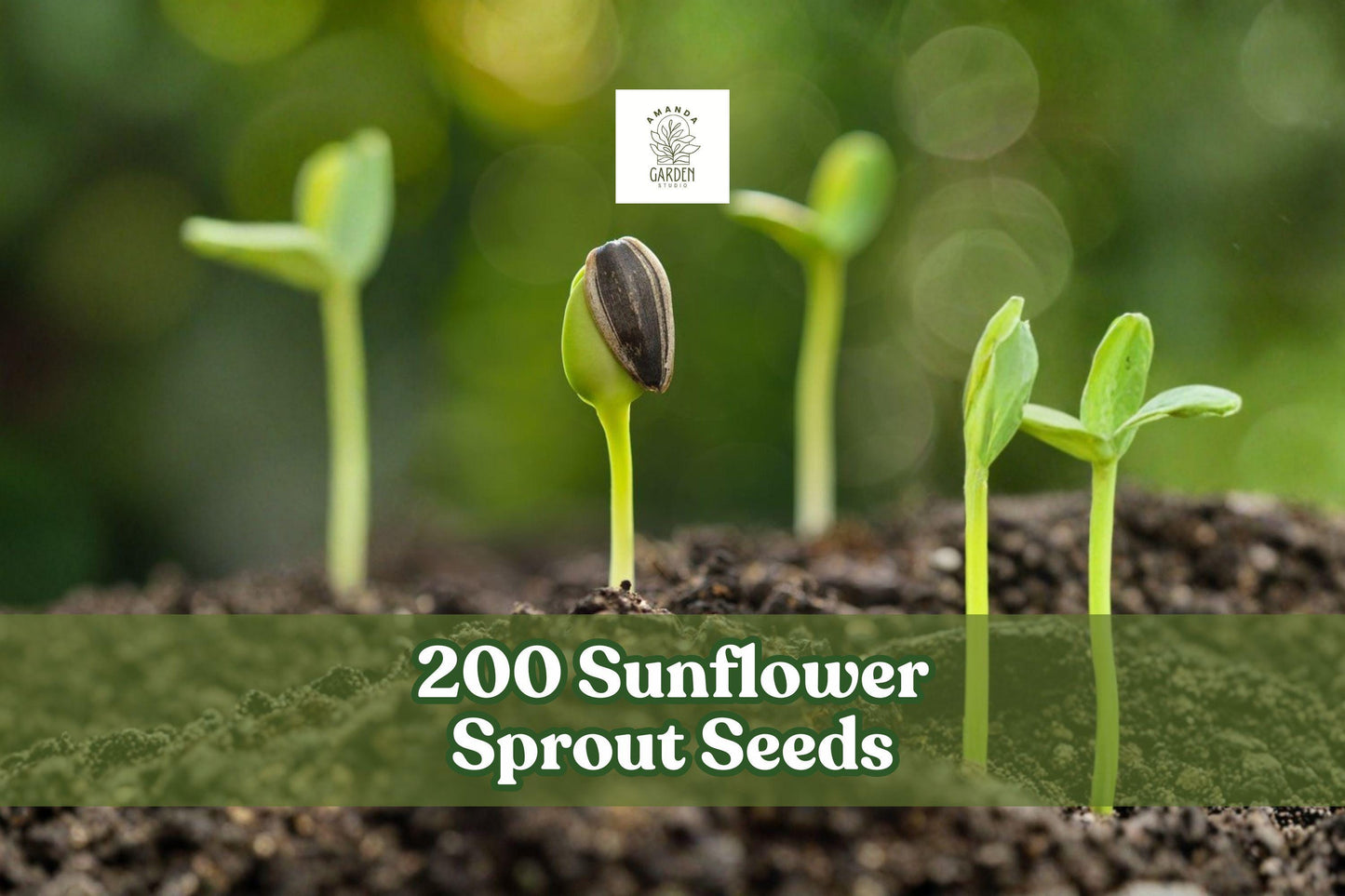 200 Sunflower Sprout Seeds for Microgreens | Helianthus annuus | Home Sprouting Seeds for Indoor Growing