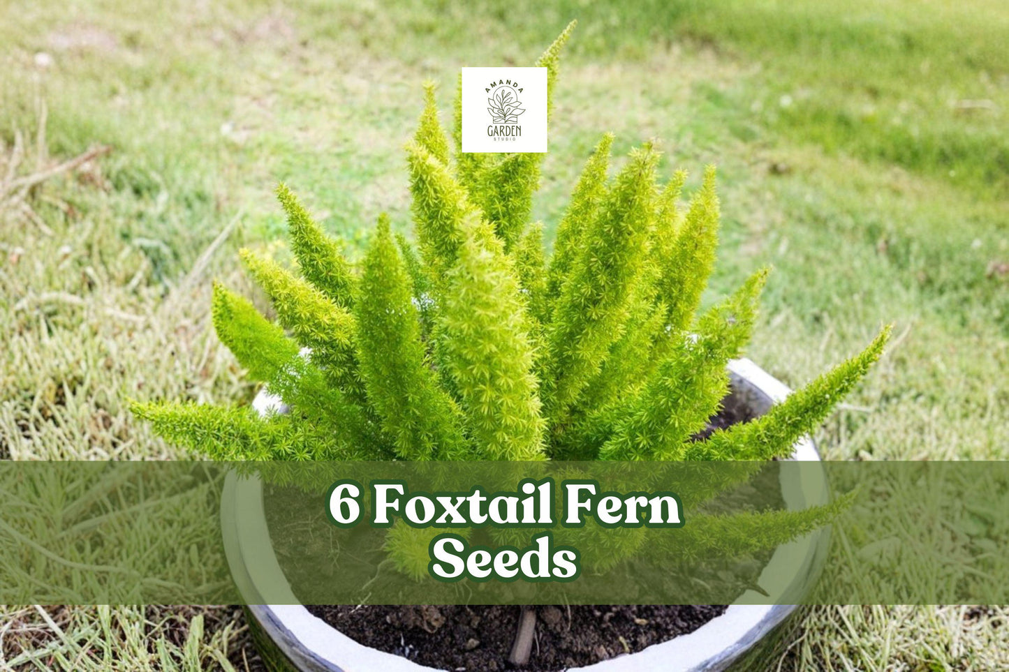 Foxtail Fern Seeds, 6 Pack, Ornamental Greenery, Asparagus sprengeri, Indoor/Outdoor Planting, Decorative Foliage