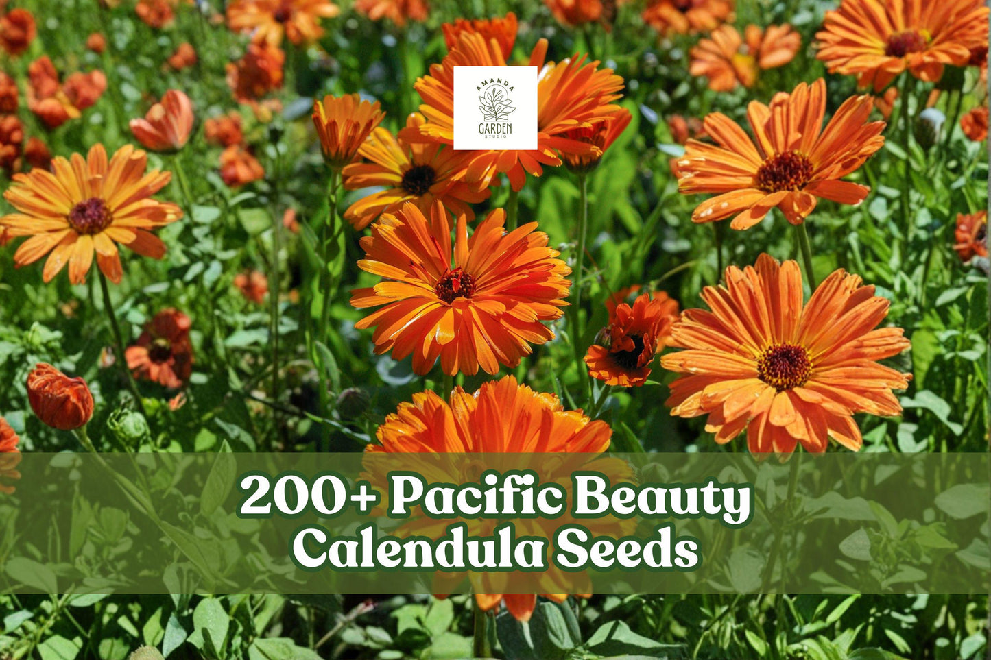 Calendula Seeds 200+ Heirloom Mix Pacific Beauty Calendula officinalis - Colorful Flowering Plant for Garden & Borders