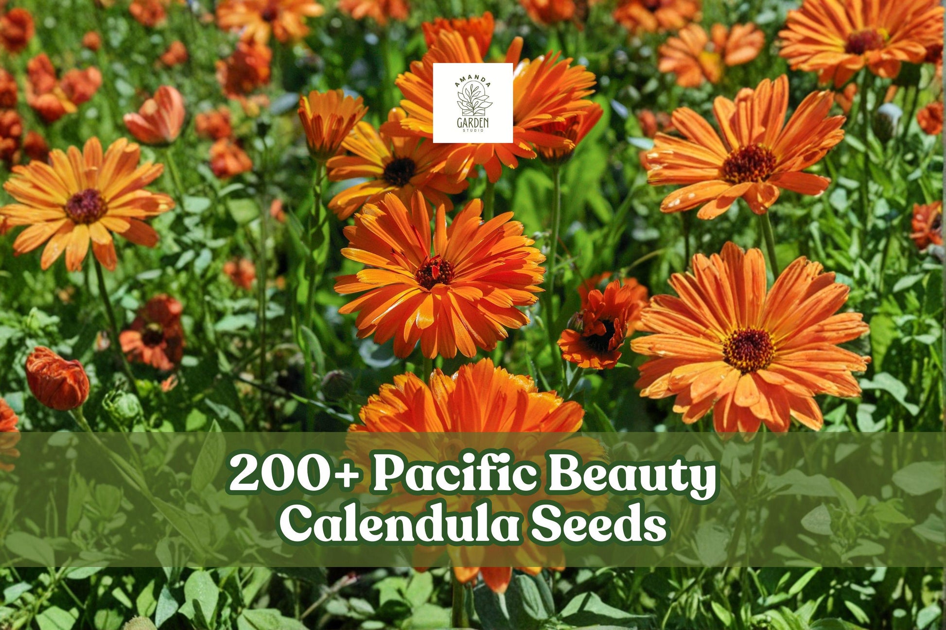 Calendula Seeds 200+ Heirloom Mix Pacific Beauty Calendula officinalis - Colorful Flowering Plant for Garden & Borders