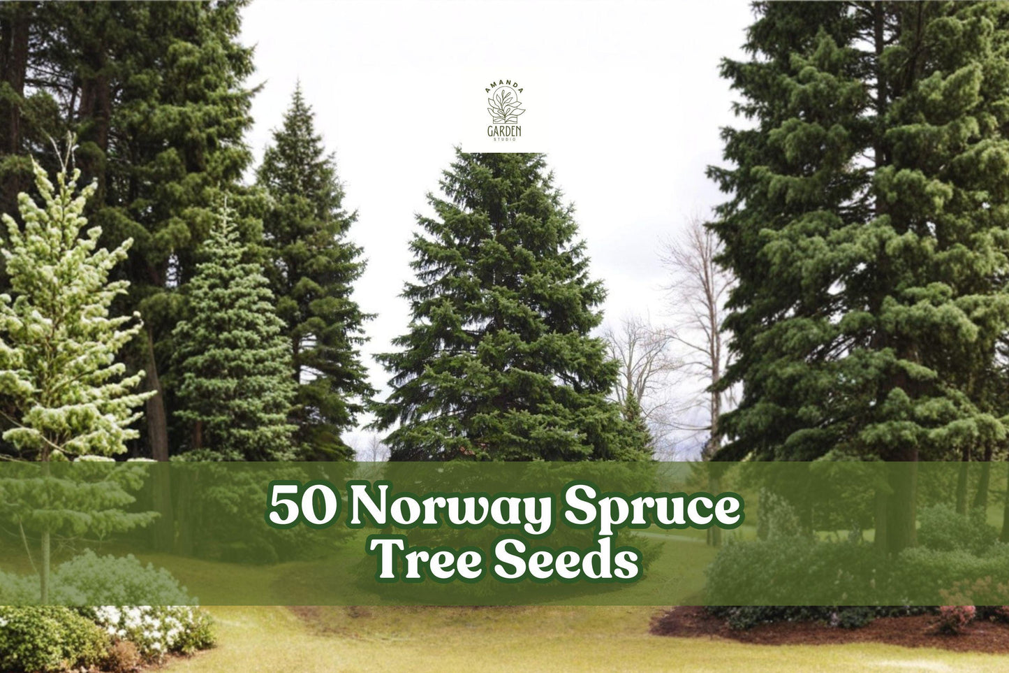 50 Norway Spruce Tree Seeds for Planting - Evergreen Conifer Seeds, Picea abies, Ideal for Landscape and Garden Use