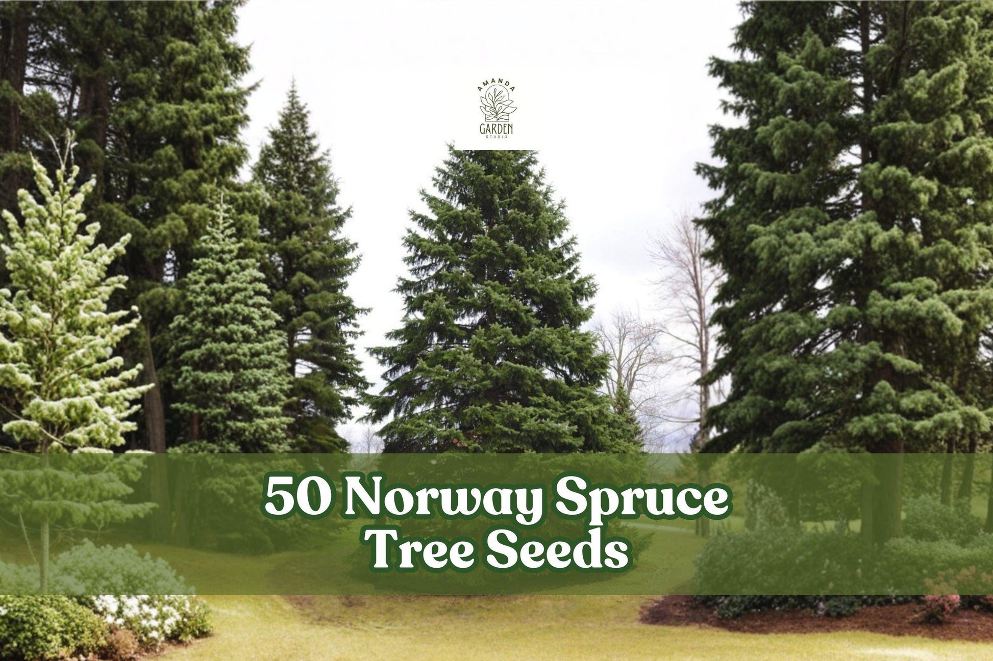 50 Norway Spruce Tree Seeds for Planting - Evergreen Conifer Seeds, Picea abies, Ideal for Landscape and Garden Use