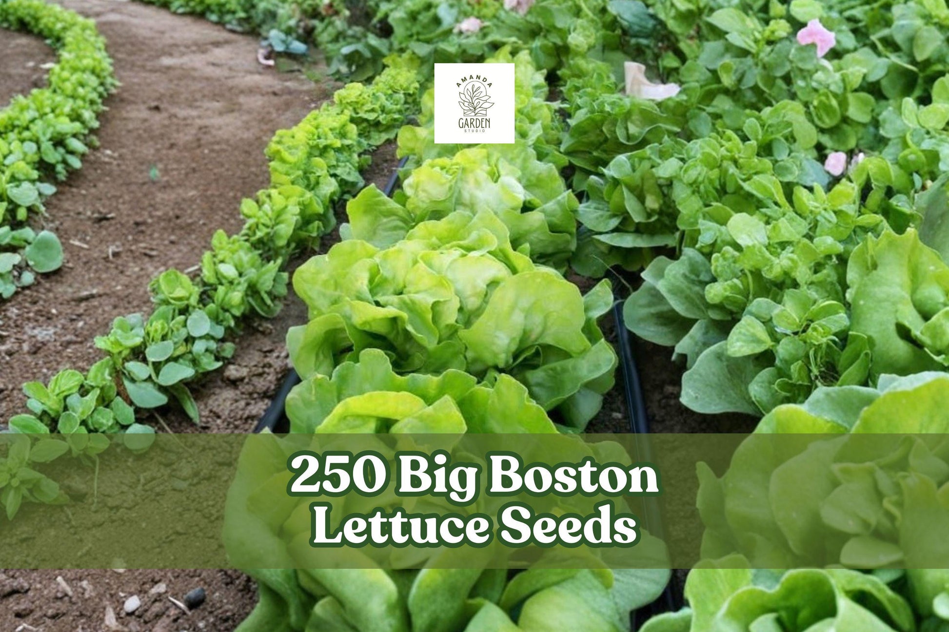 250 Big Boston Lettuce Seeds - Heirloom Butterhead Lettuce (Lactuca sativa) - Green, Easy to Grow, Home Garden Variety