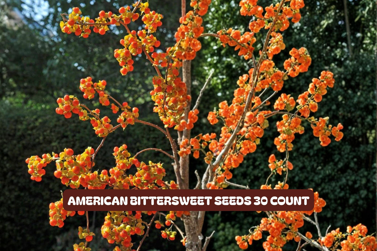 American Bittersweet Seeds 10 Count - Celastrus scandens Climbing Vine with Orange Berries for Garden