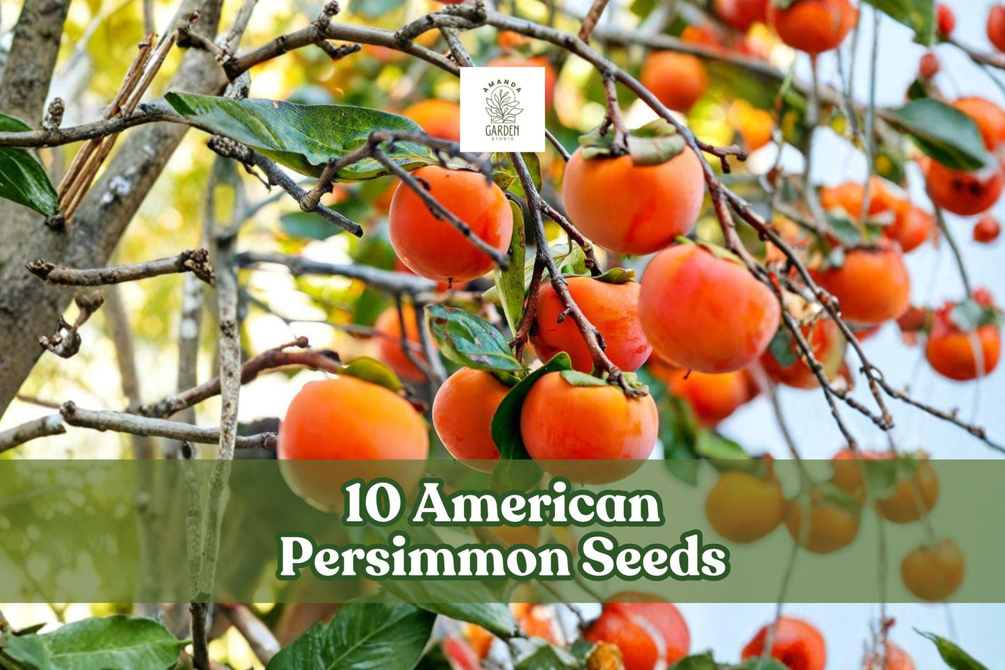 American Persimmon Seeds - 10 Pack - Diospyros virginiana - Native Fruit Tree Seeds for Home Gardening & Orchards