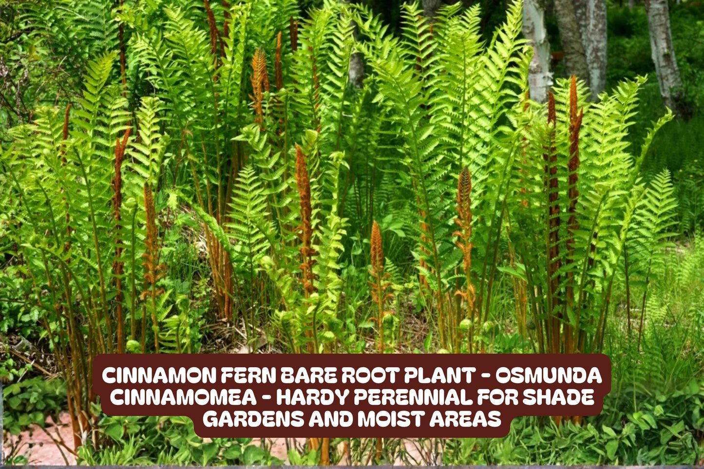 Cinnamon Fern Bare Root Plant - Hardy Perennial Osmunda cinnamomea for Shade Gardens, Lush Green Fronds, Wildlife Friendly