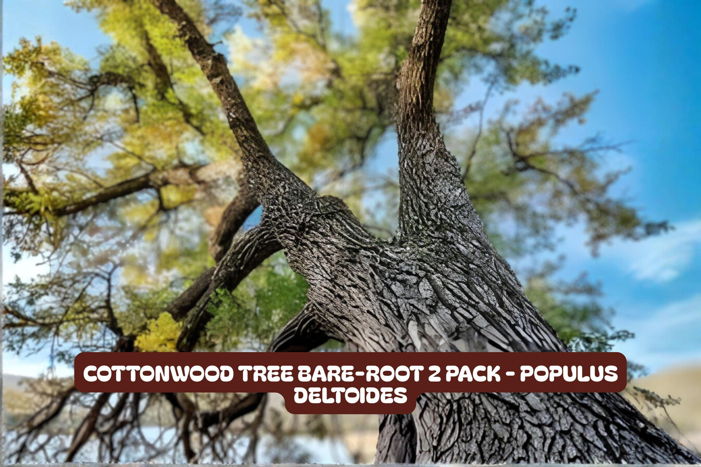 Cottonwood Tree Bare-root 2 Pack - Populus deltoides - Fast-Growing Shade Trees for Gardens and Landscapes
