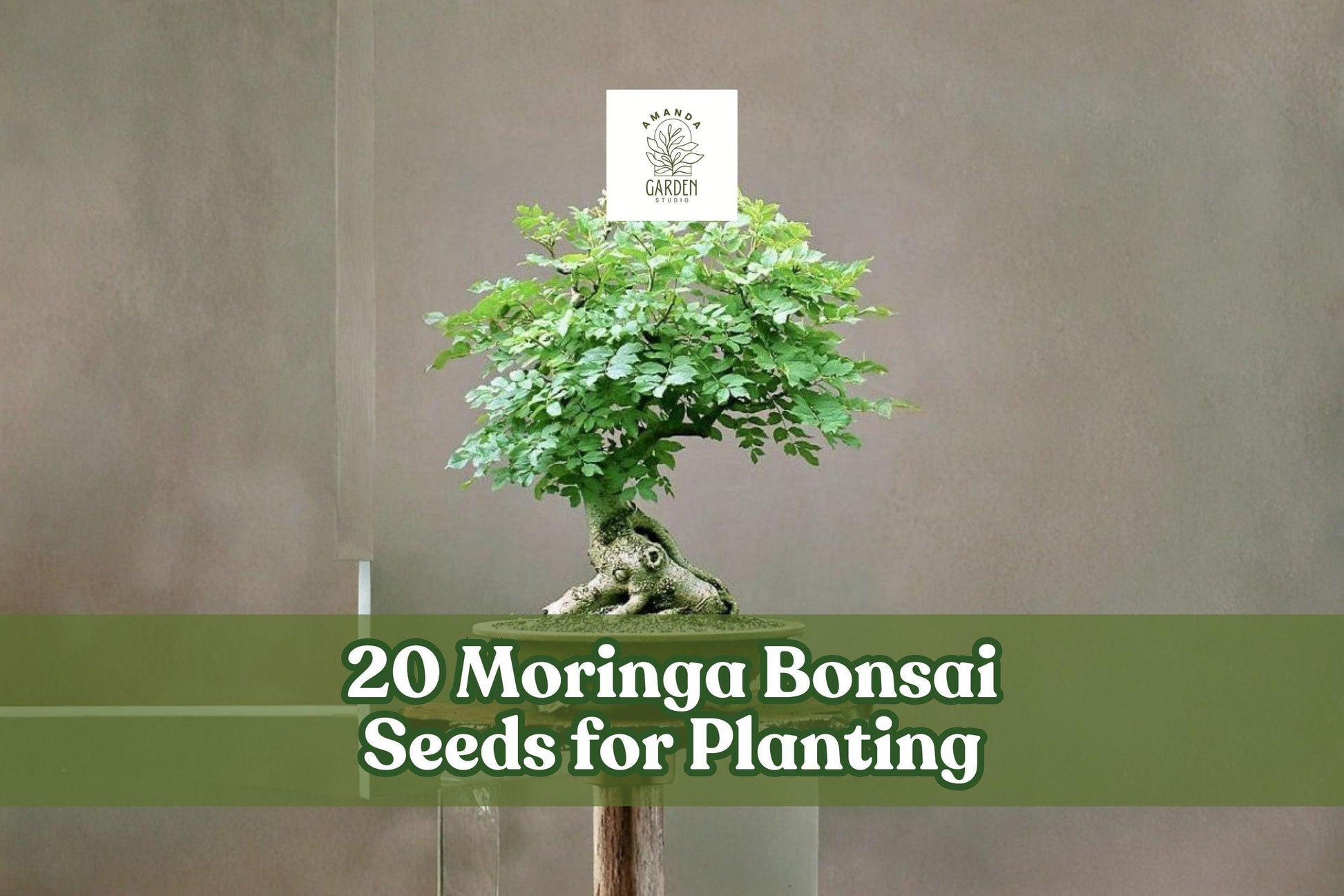 20 Moringa Bonsai Seeds for Planting - Moringa oleifera - Ornamental Tree for Bonsai or Garden Use