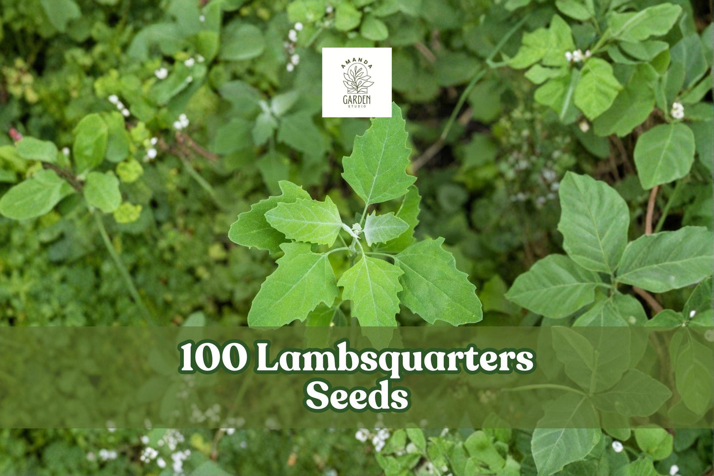 Lambsquarters Seeds for Planting - 100 Count Chenopodium album - Annual Leafy Green Plant for Garden and Landscape Use