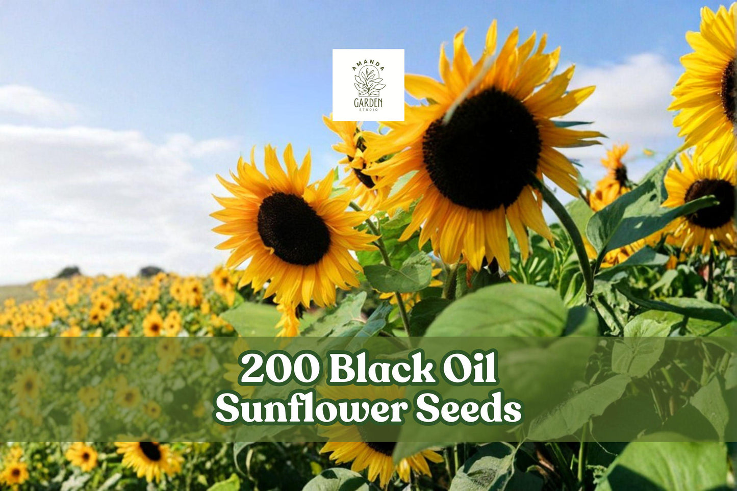 200 Black Oil Sunflower Seeds for Planting - Helianthus annuus - Wildlife-Friendly Garden Variety - Full Sun, Well-Draining Soil