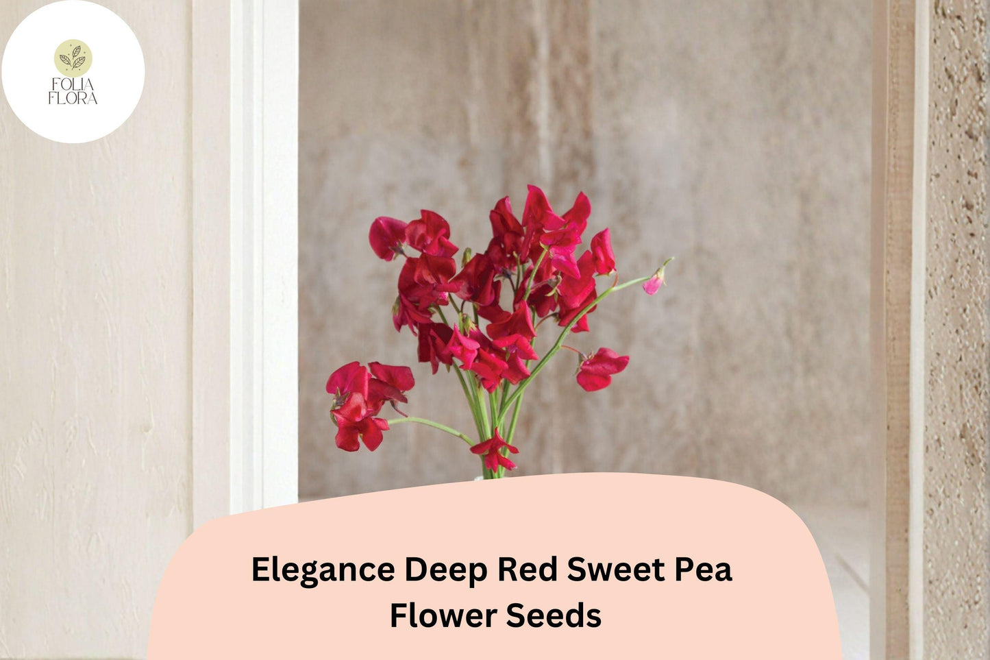 Sweet Pea Seeds | 50+ Deep Red Elegance Variety | Lathyrus Odoratus | Climbing Annual for Trellises and Cut-Flower Gardens