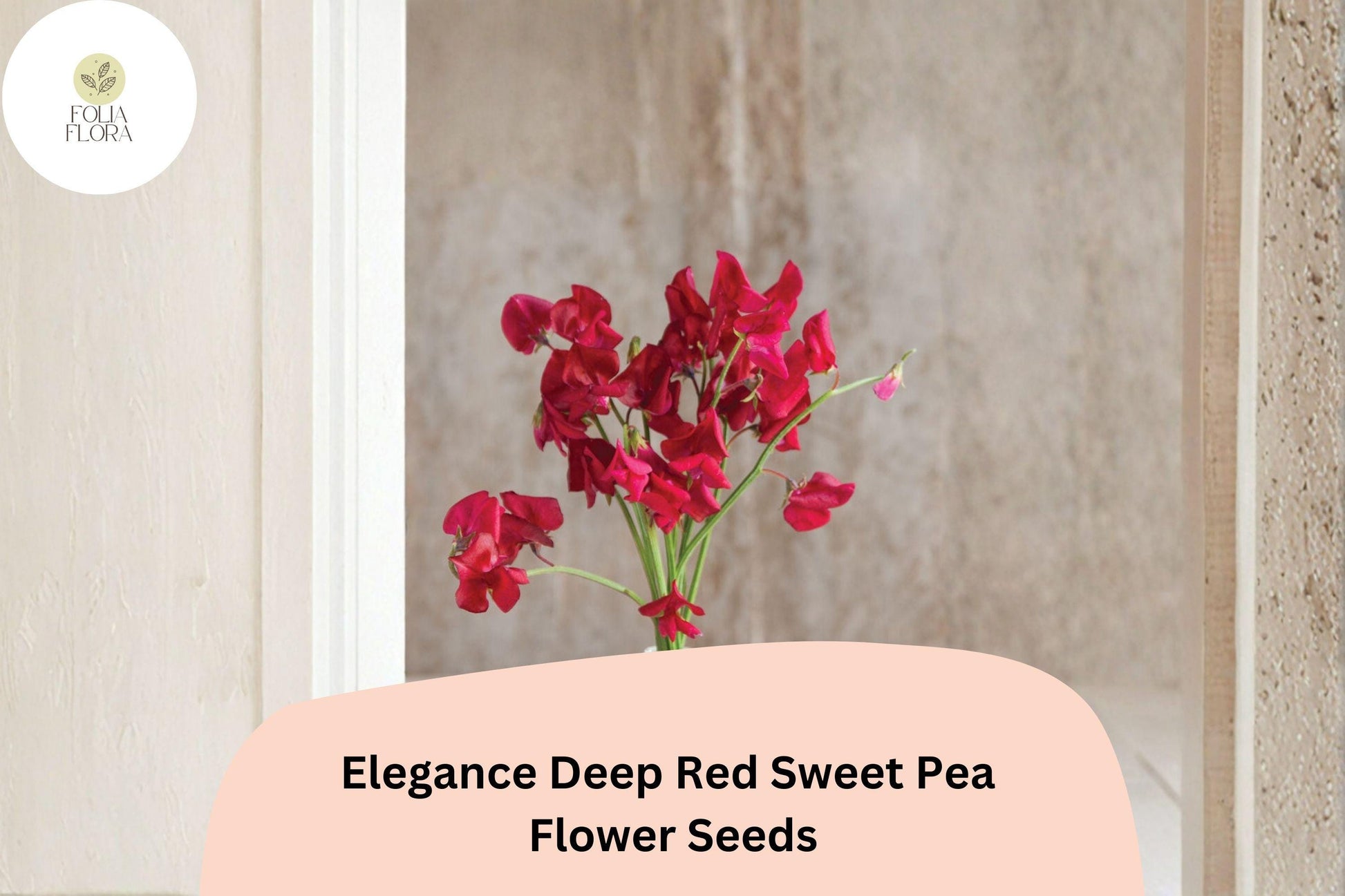 Sweet Pea Seeds | 50+ Deep Red Elegance Variety | Lathyrus Odoratus | Climbing Annual for Trellises and Cut-Flower Gardens