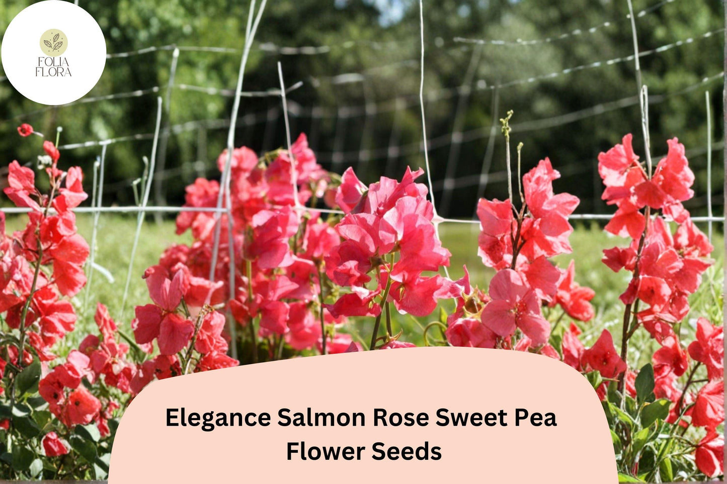 Sweet Pea Seeds - 50+ Elegance Salmon Rose Climbing Vine - Lathyrus odoratus - Garden Planting, Ornamental Flowers