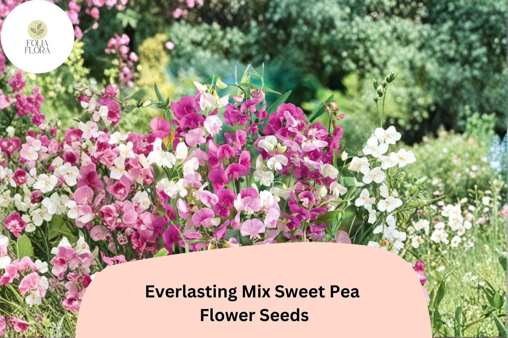 Everlasting Sweet Pea Seeds | Mixed Colors | Lathyrus latifolius | 50+ Perennial Climbing Vine Seeds for Garden