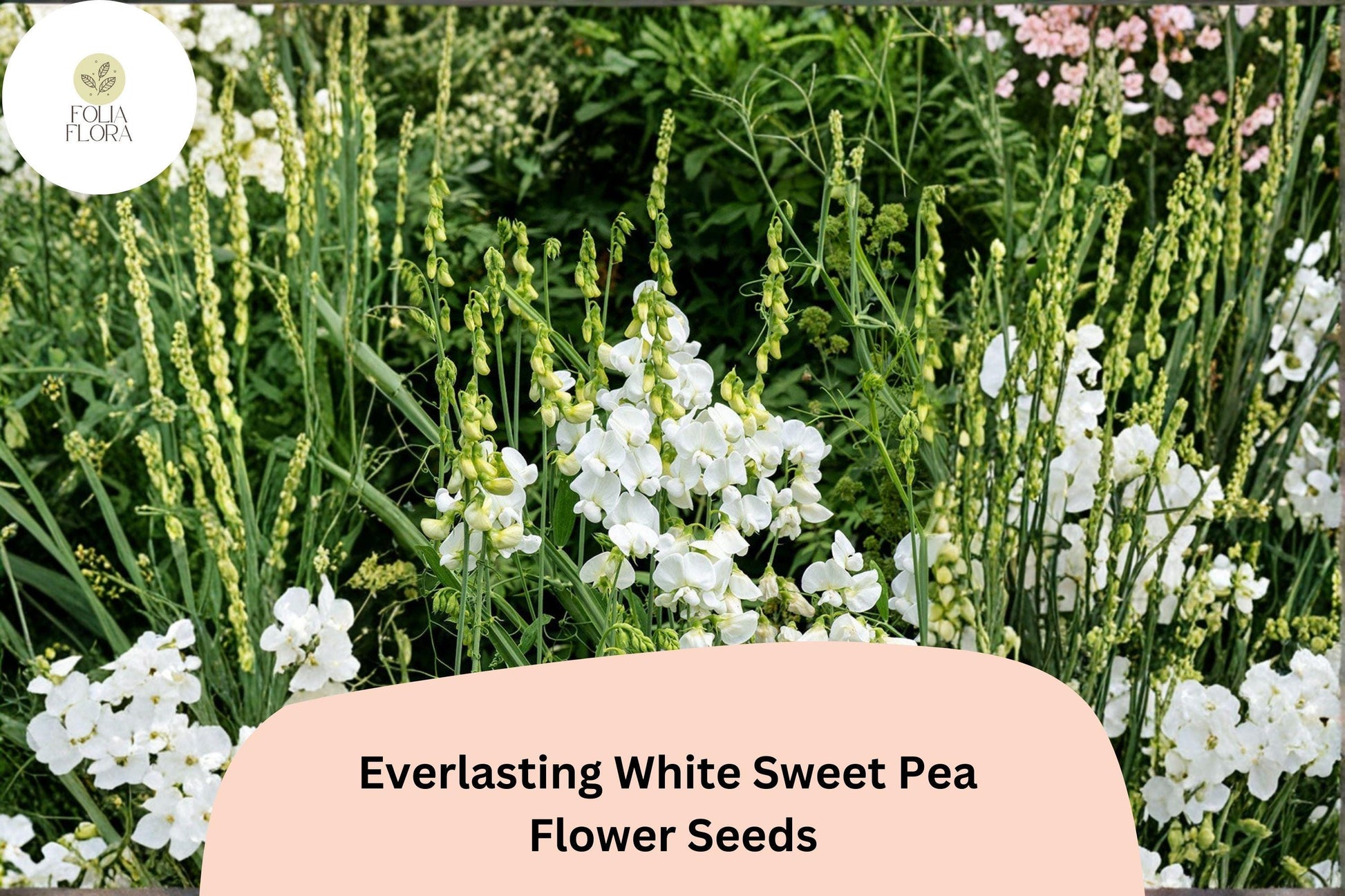 White Sweet Pea Seeds (50+ Seeds) | Perennial Climbing Vine | Lathyrus latifolius | White Garden Flowers