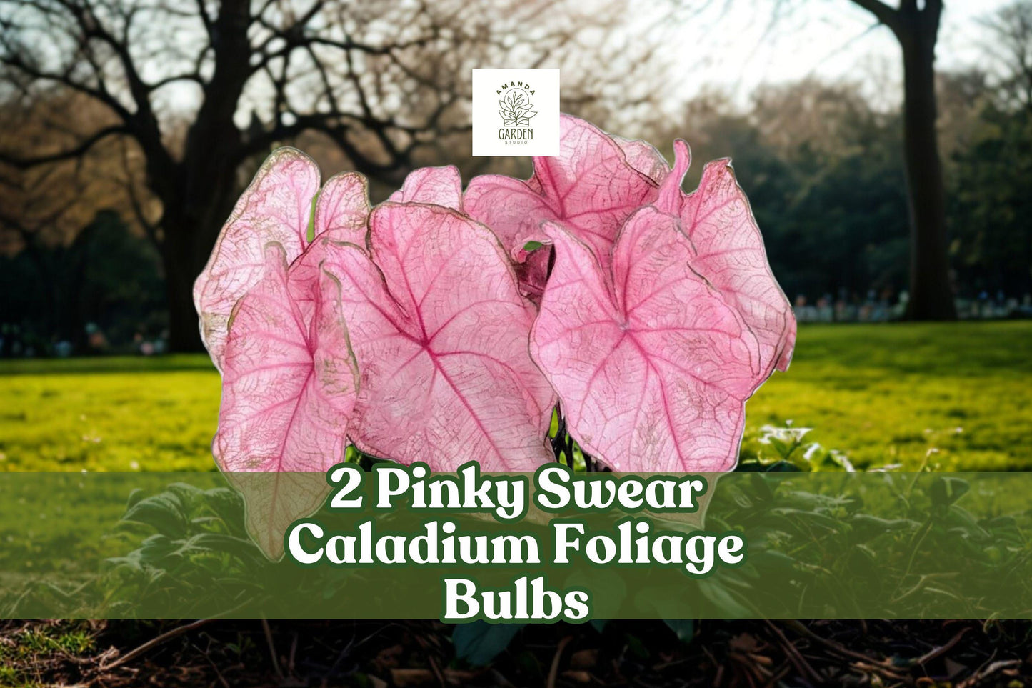 Pinky Swear Caladium Bulbs - 2 Foliage Bulbs - Pink Elephant Ear Plant - Caladium bicolor for Shade Garden