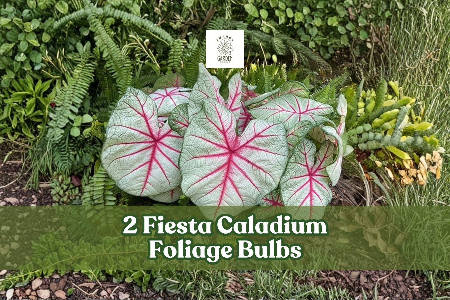 2 Fiesta Caladium Foliage Bulbs - Colorful Elephant Ear Plant for Shade Garden - Caladium bicolor