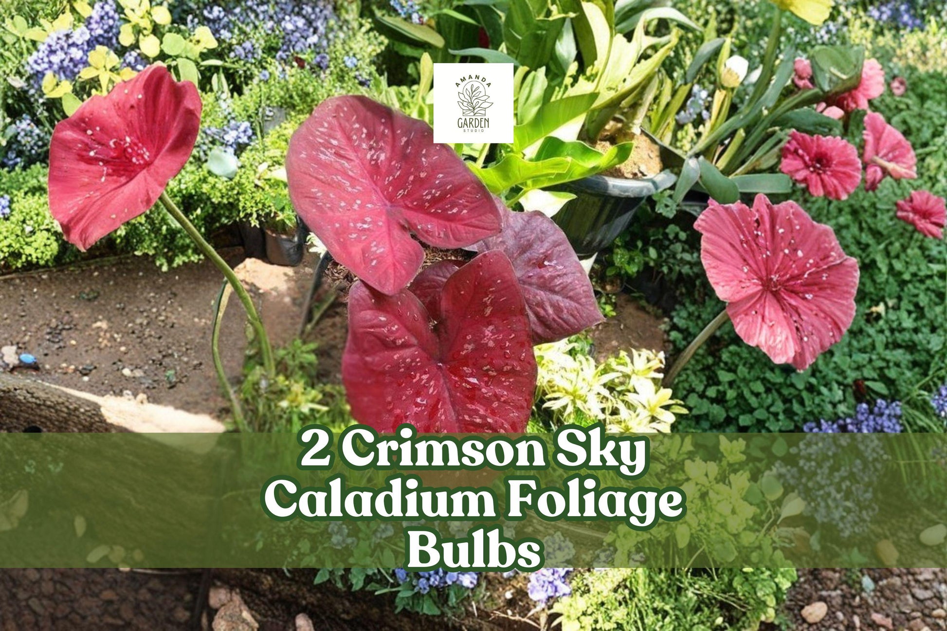Crimson Sky Caladium Foliage Bulbs - 2 Pack - Red & Green Elephant Ear - Caladium bicolor - Shade Garden & Container Plant
