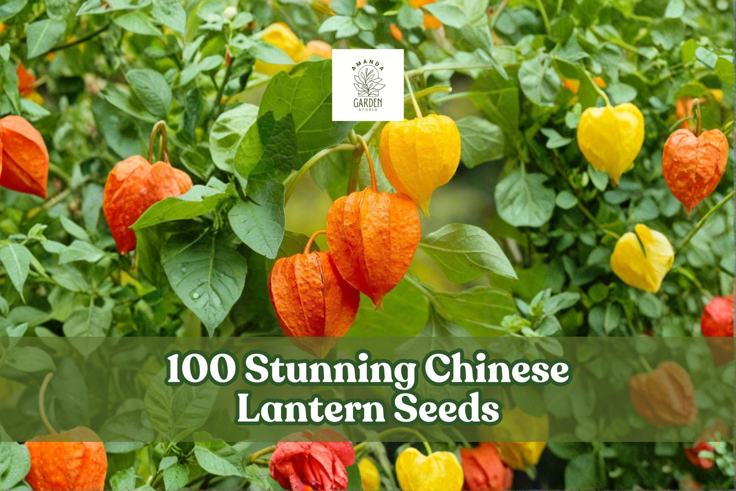 100 Chinese Lantern Seeds for Planting, Orange-Red Pods, Ornamental Flower (Physalis alkekengi) - Garden & Dried Arrangements