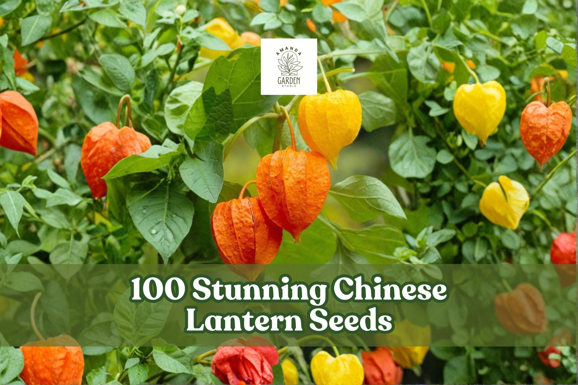 100 Chinese Lantern Seeds for Planting, Orange-Red Pods, Ornamental Flower (Physalis alkekengi) - Garden & Dried Arrangements