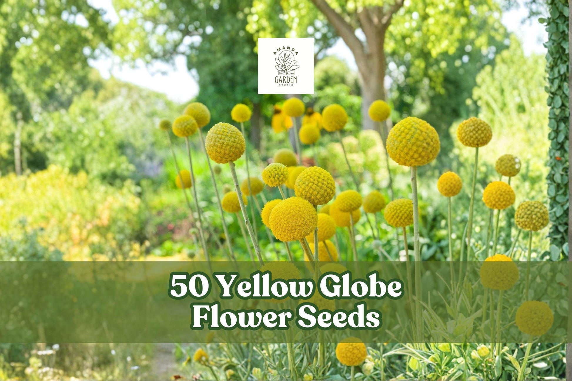 50 Yellow Globe Flower Seeds - Ornamental Blooms for Gardens & Containers - Trollius chinensis - Vibrant Yellow Cut Flowers