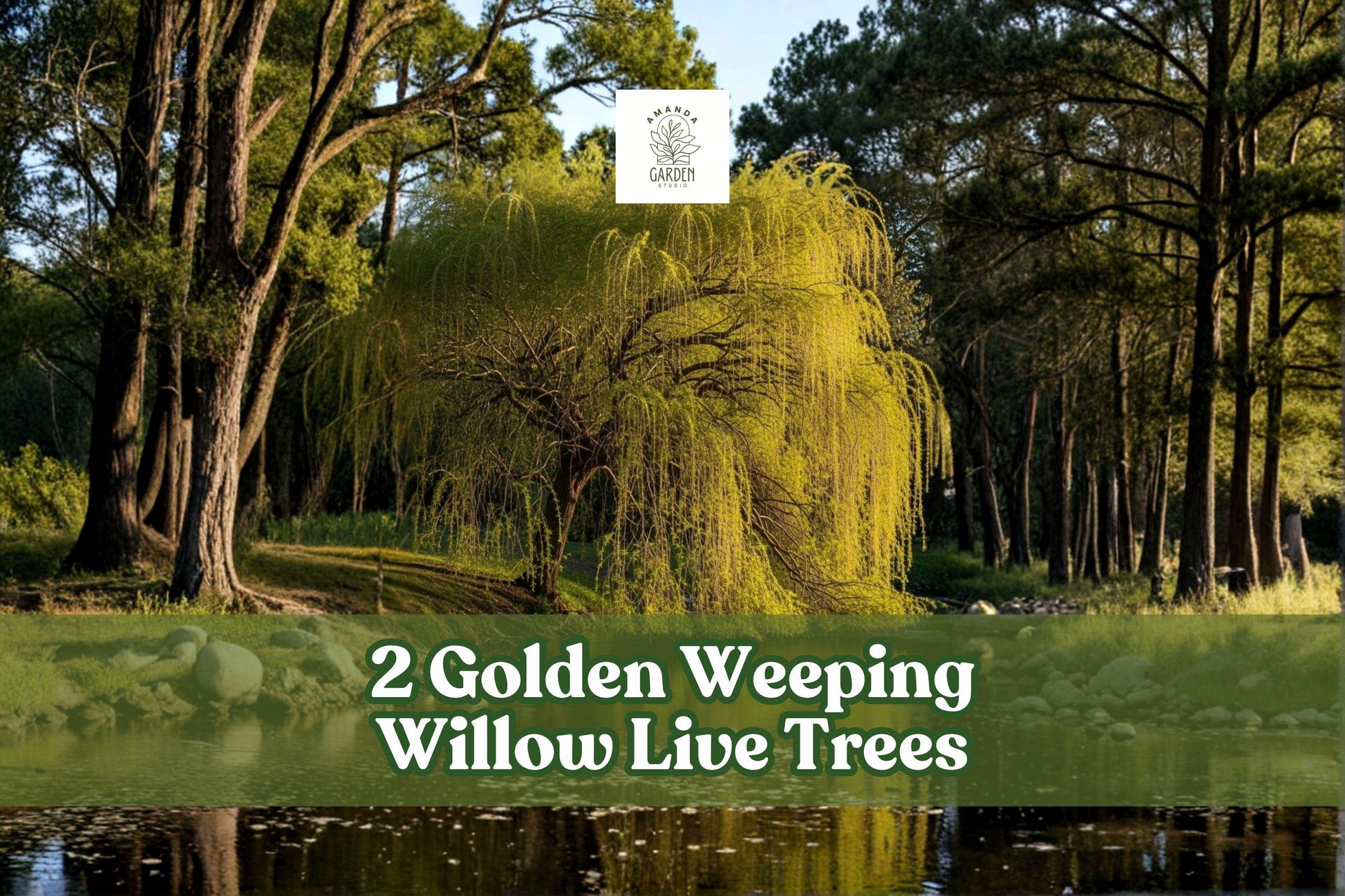2 Golden Weeping Willow Live Trees - Ornamental Arching Landscape Trees - Salix Species - Golden Foliage for Outdoor Planting