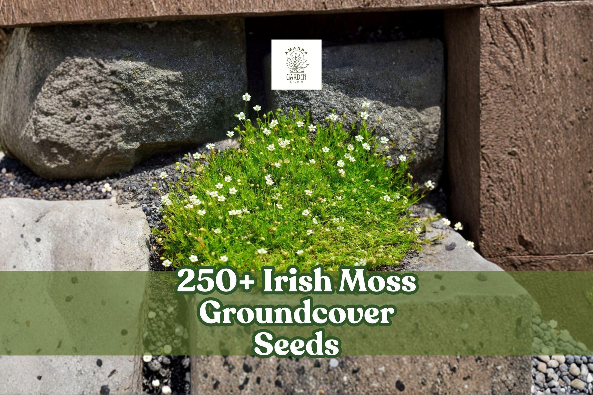 Irish Moss Seeds - 250+ Sagina subulata Groundcover, Bright Green Foliage, White Flowers, Ornamental Garden Plant