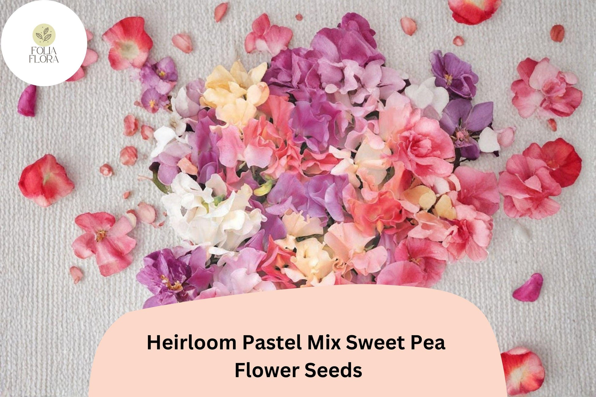 Heirloom Sweet Pea Seeds - Pastel Mix (Pink, Lavender, Cream, White) - Lathyrus Odoratus - 50+ Untreated Seeds for Gardens