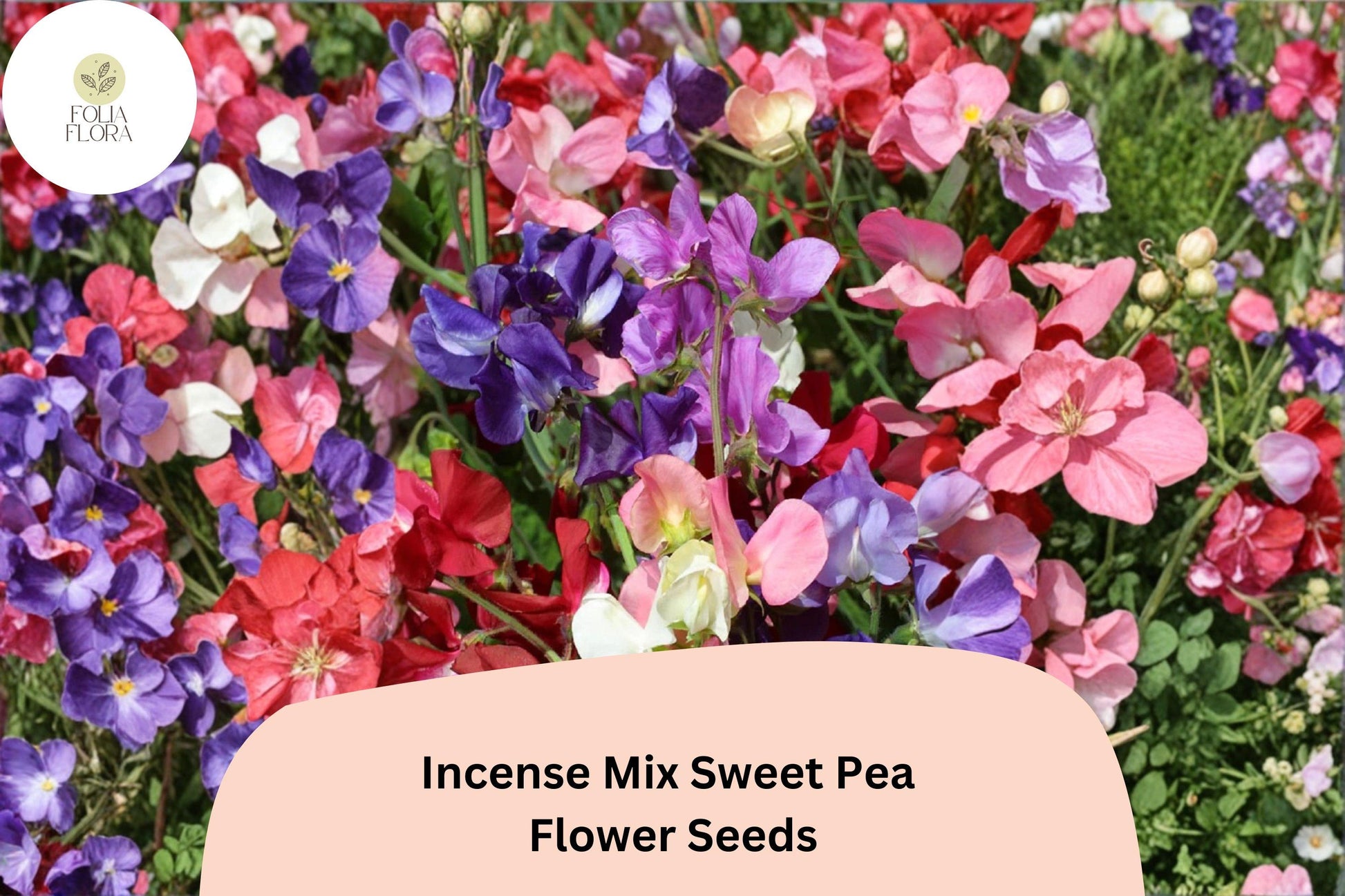 Incense Mix Sweet Pea Seeds | 50+ Mixed Colors | Lathyrus odoratus | Climbing Annual Garden Flowers
