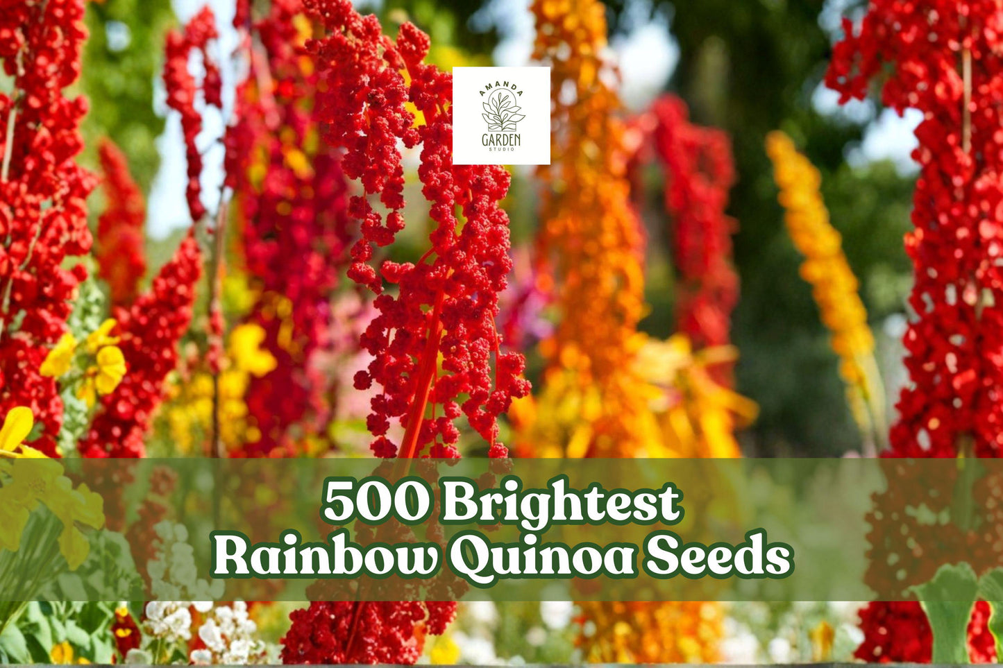 Rainbow Quinoa Seeds - 500 Count for Planting - Colorful Chenopodium quinoa - Upright Growth for Garden & Ornamental Use